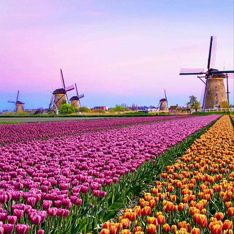 Amsterdam & the Tulip Festival